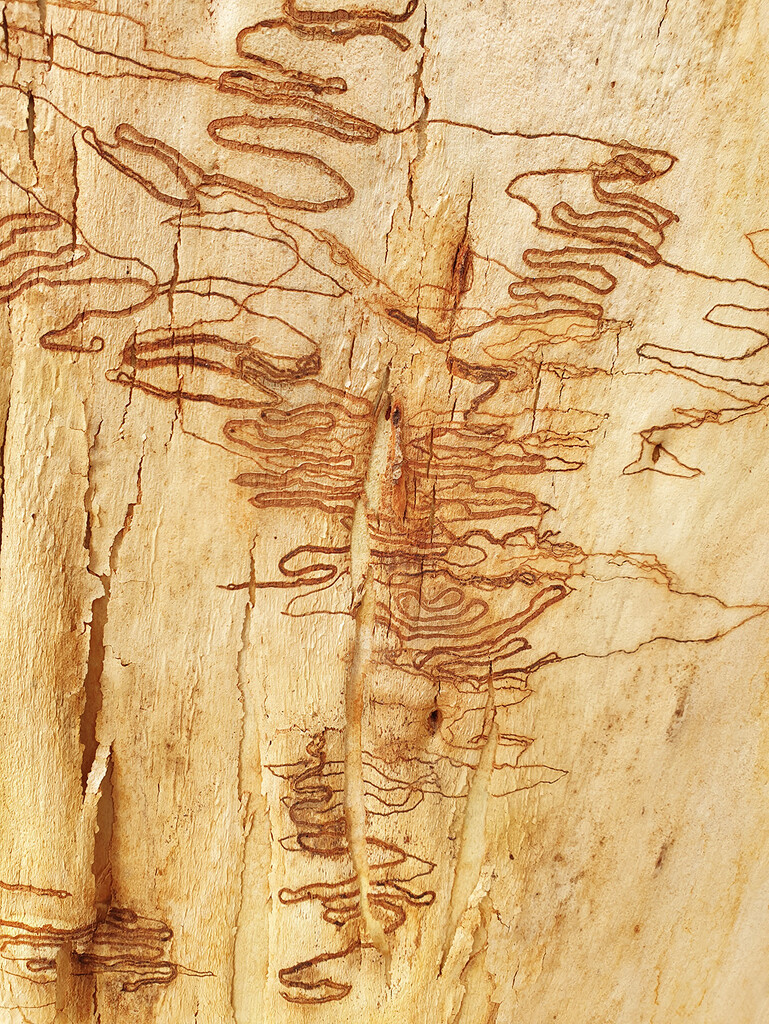 Scribbly Gum by onewing