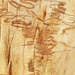 Scribbly Gum by onewing