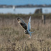 Short Eared Owl  on 365 Project