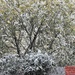 Snowing 1 by oldjosh
