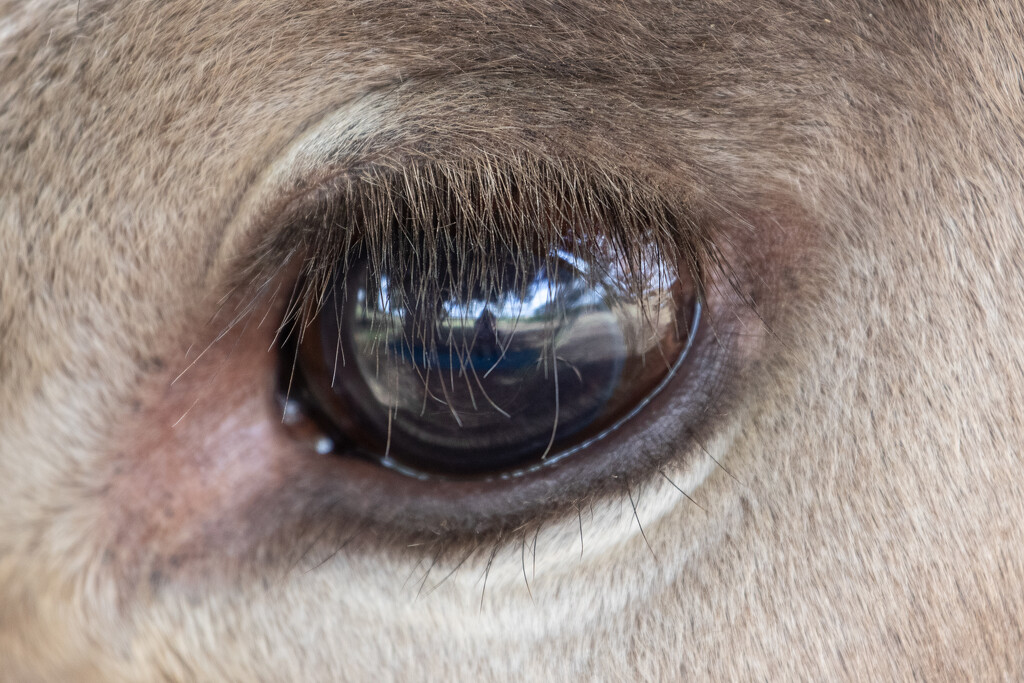 In a cow's eye by flyrobin