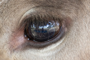14th Nov 2021 - In a cow's eye