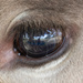 In a cow's eye by flyrobin