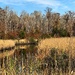 Autumn grasses early winter woods at the nature preserve. by congaree