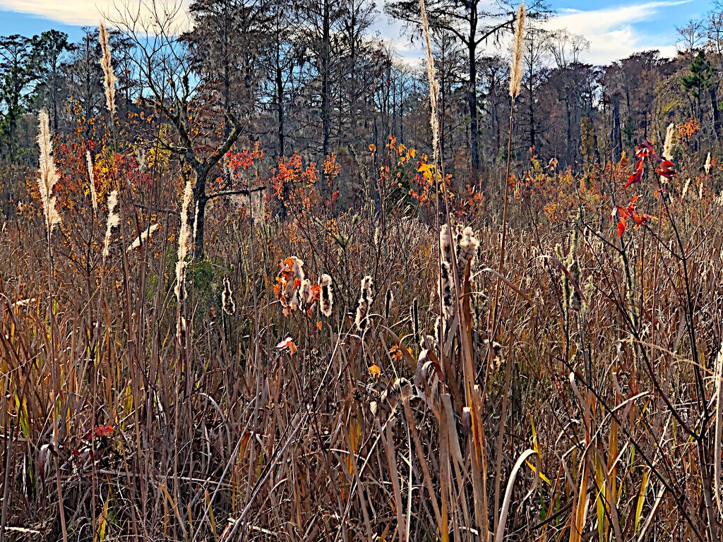 Late autumn at the nature preserve by congaree