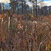 Late autumn at the nature preserve by congaree