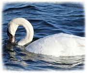 6th Dec 2021 - Thirsty Swan