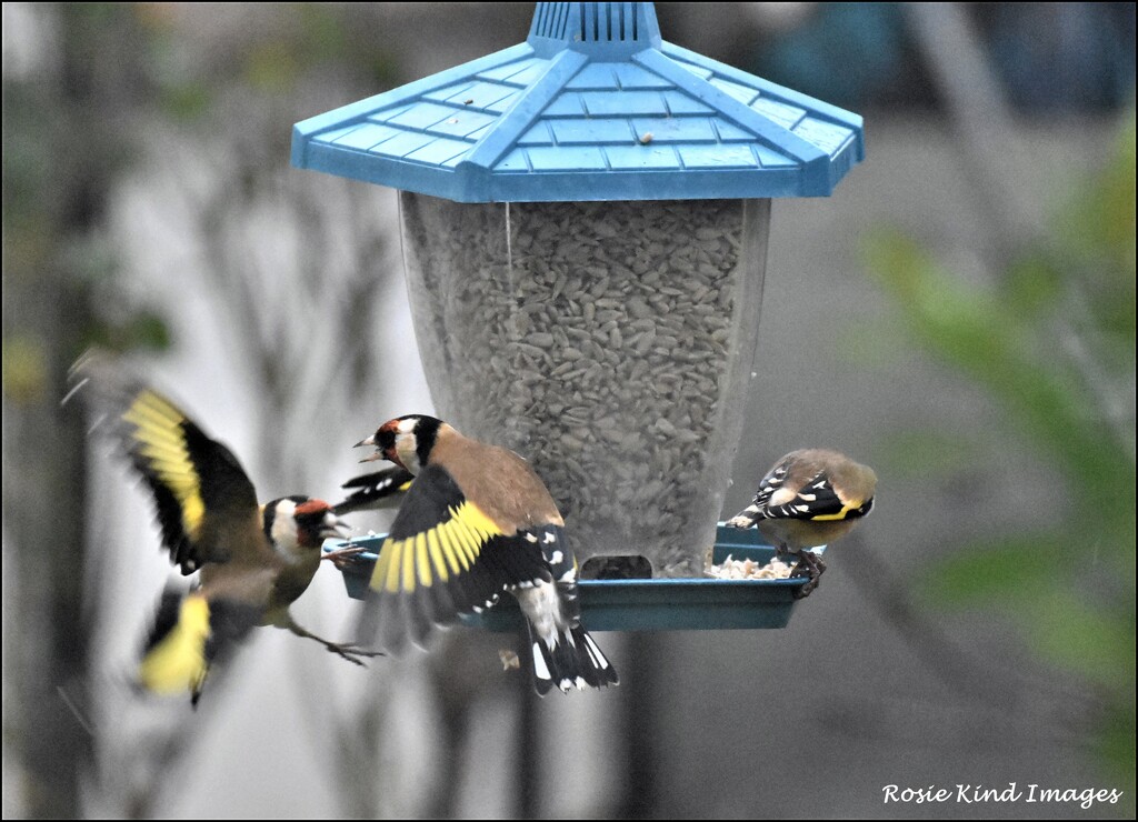 Fighting at the feeder by rosiekind