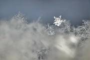 6th Dec 2021 - Snow crystals