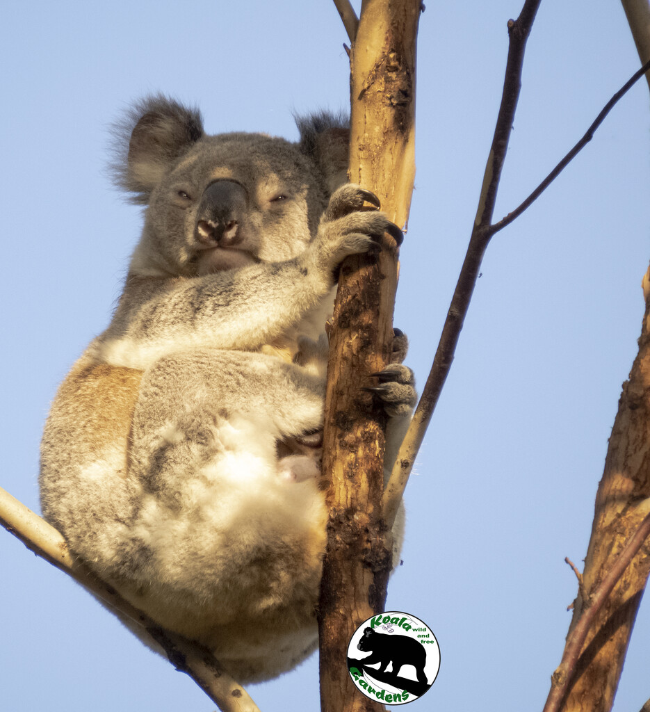 photo bombers by koalagardens