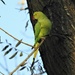 Parakeet by oldjosh