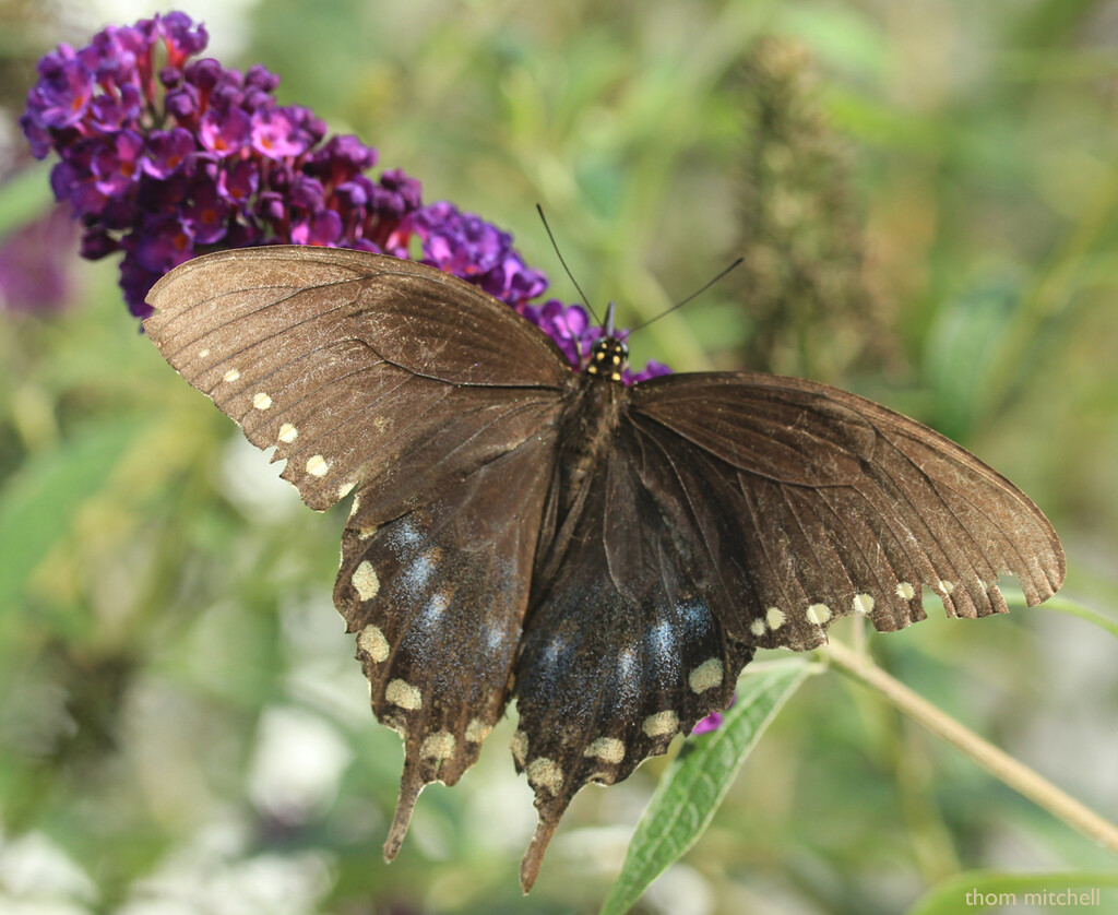 Spicebush Swallowtail: a better image by rhoing