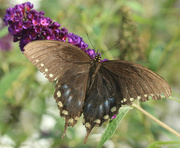 19th Aug 2021 - Spicebush Swallowtail: a better image
