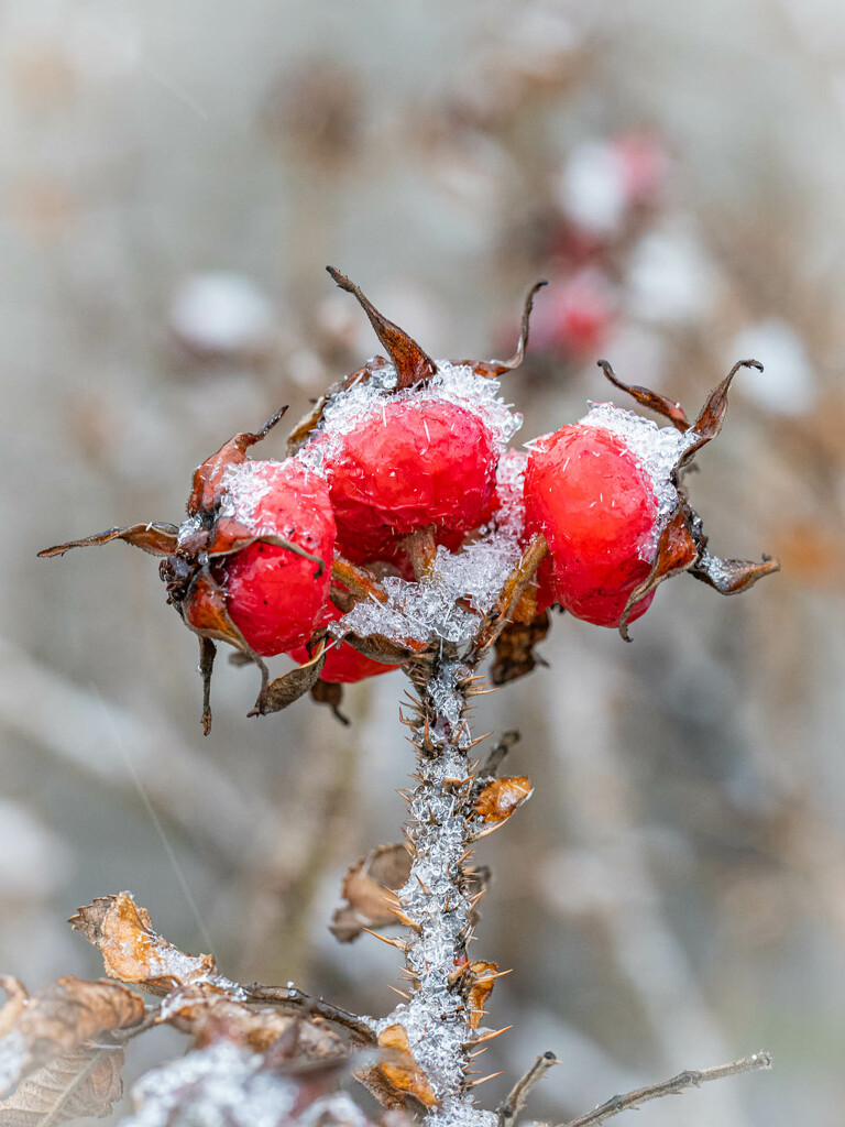 Wild rose fruits by haskar