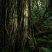 Spotlight on Cedar Bark  by theredcamera