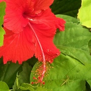 7th Dec 2021 -  Red Hibiscus & A Photo Bomber ~    