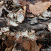 Turkey Tail Fungi by falcon11