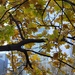 Oak Tree Supreme by 365projectorgheatherb