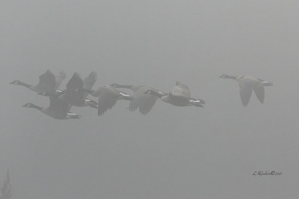 LHG_4814_ Foggy Morning Flight by rontu