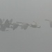 LHG_4814_ Foggy Morning Flight by rontu