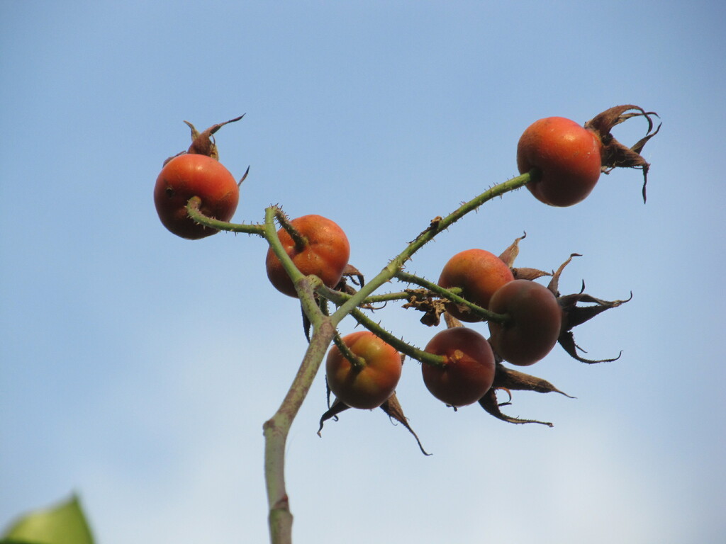 Sunny interlude highlighting the rosehips by speedwell