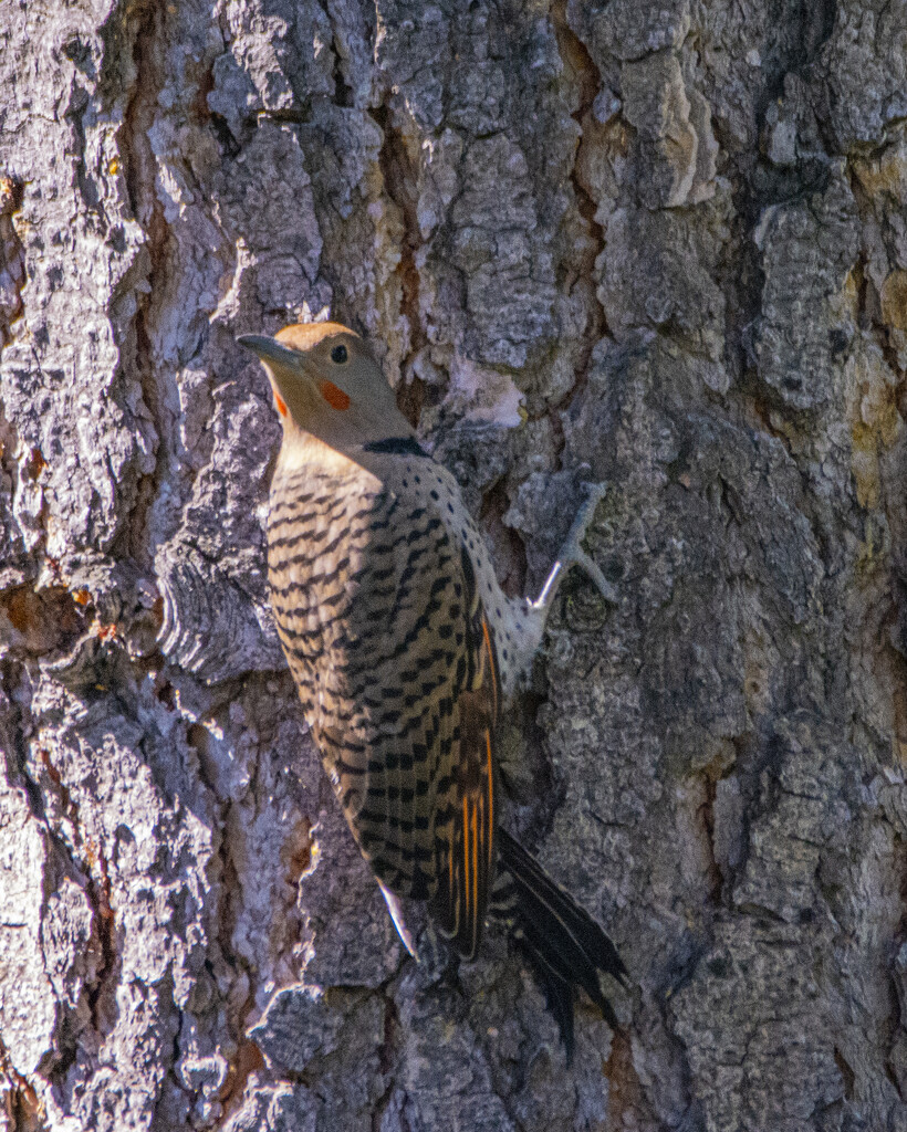 Red Shafted Northern Flicker by cwbill