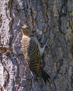 6th Dec 2021 - Red Shafted Northern Flicker
