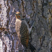 Red Shafted Northern Flicker by cwbill
