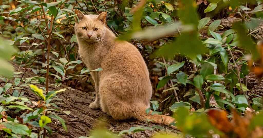 Cute Feral Kitty! by rickster549