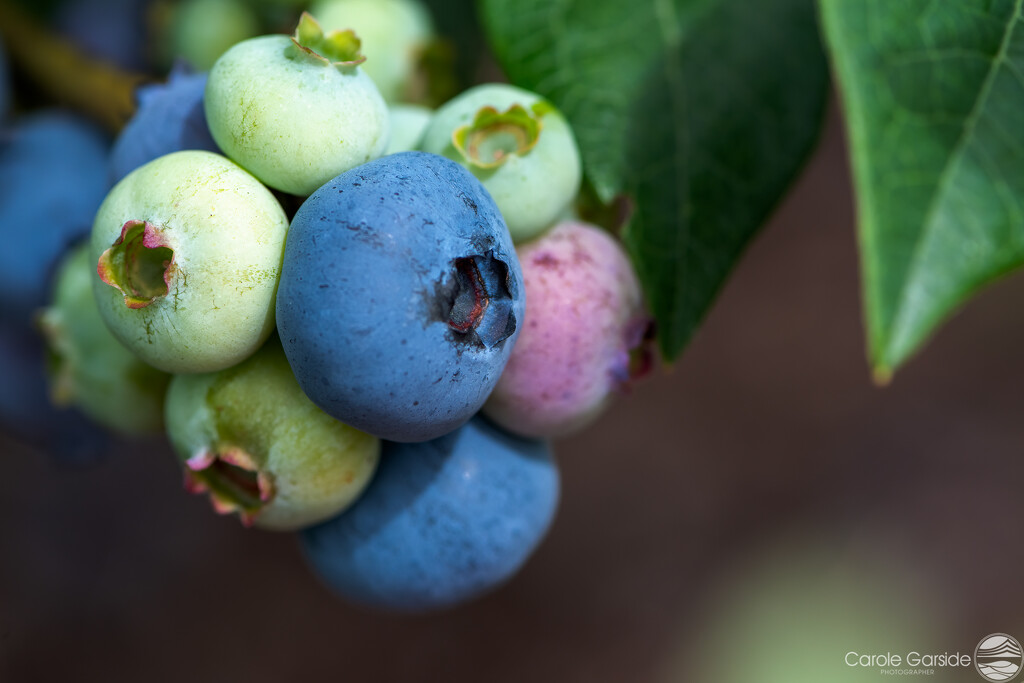 Blueberries by yorkshirekiwi