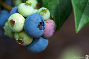 7th Dec 2021 - Blueberries