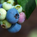Blueberries by yorkshirekiwi