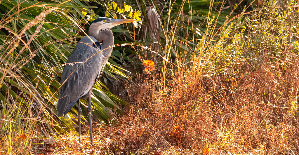 Blue Heron in the Bushes! by rickster549