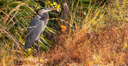 6th Dec 2021 - Blue Heron in the Bushes!