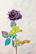 5th Dec 2021 - Rose Art