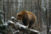 4th Dec 2021 - Grizzly