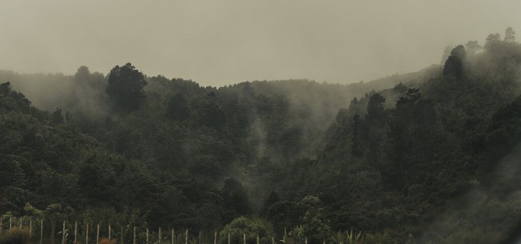Misty Native Forest by nickspicsnz