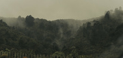 5th Dec 2021 - Misty Native Forest