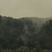 Misty Native Forest by nickspicsnz