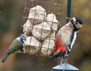 7th Dec 2021 - Great Spotted Woodpecker