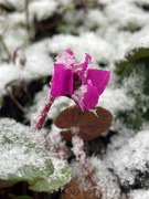 6th Dec 2021 - Cyclamen Coum