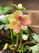 7th Dec 2021 - Hellebore