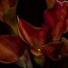 Callas Lillies by tosee