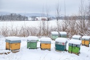7th Dec 2021 - Beehives