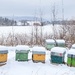 Beehives by okvalle