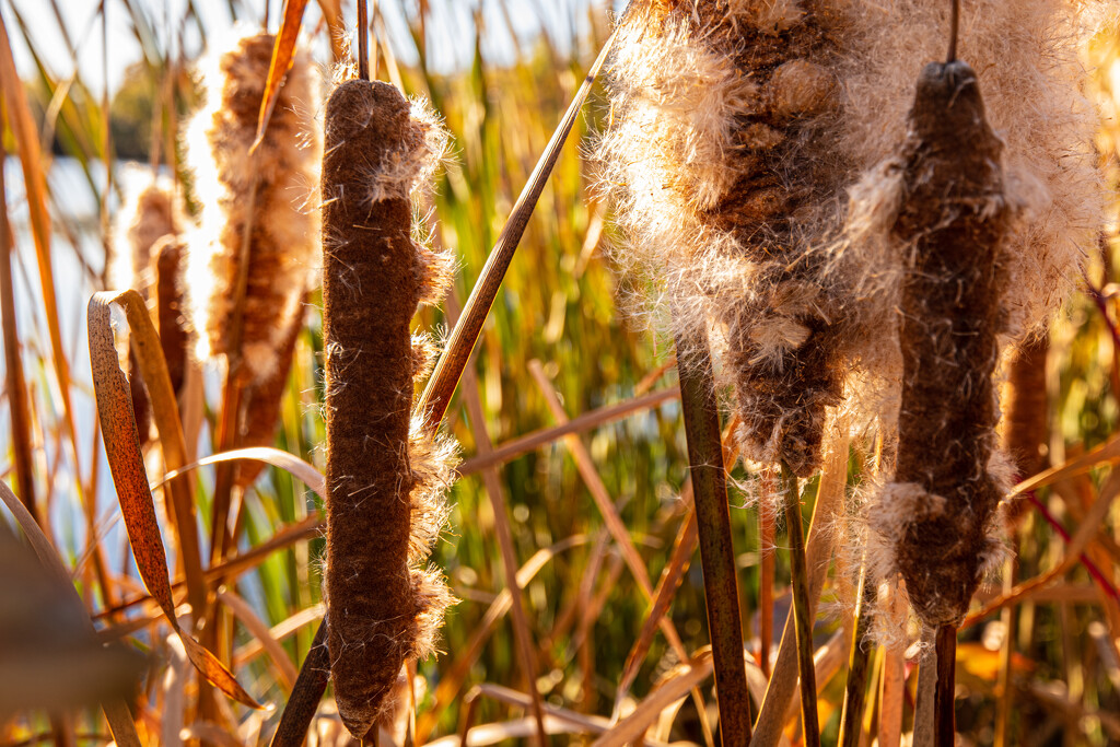 Cattails  by tosee