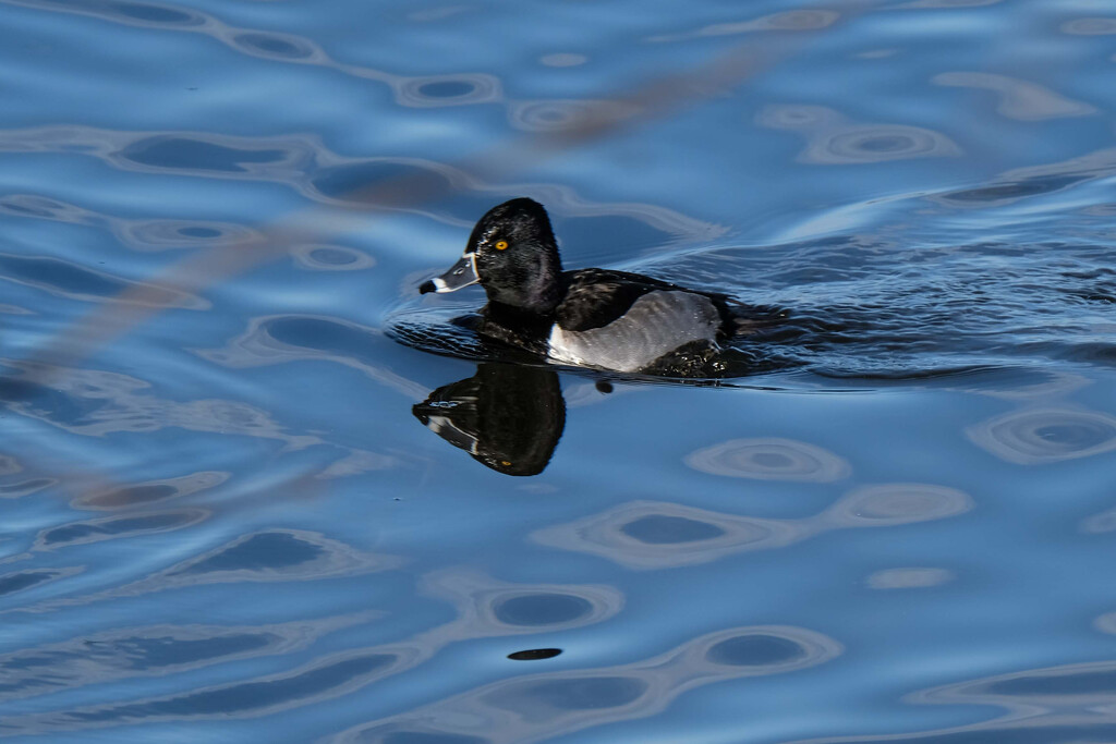 Ringed Necked Duck by tosee