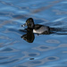 Ringed Necked Duck by tosee