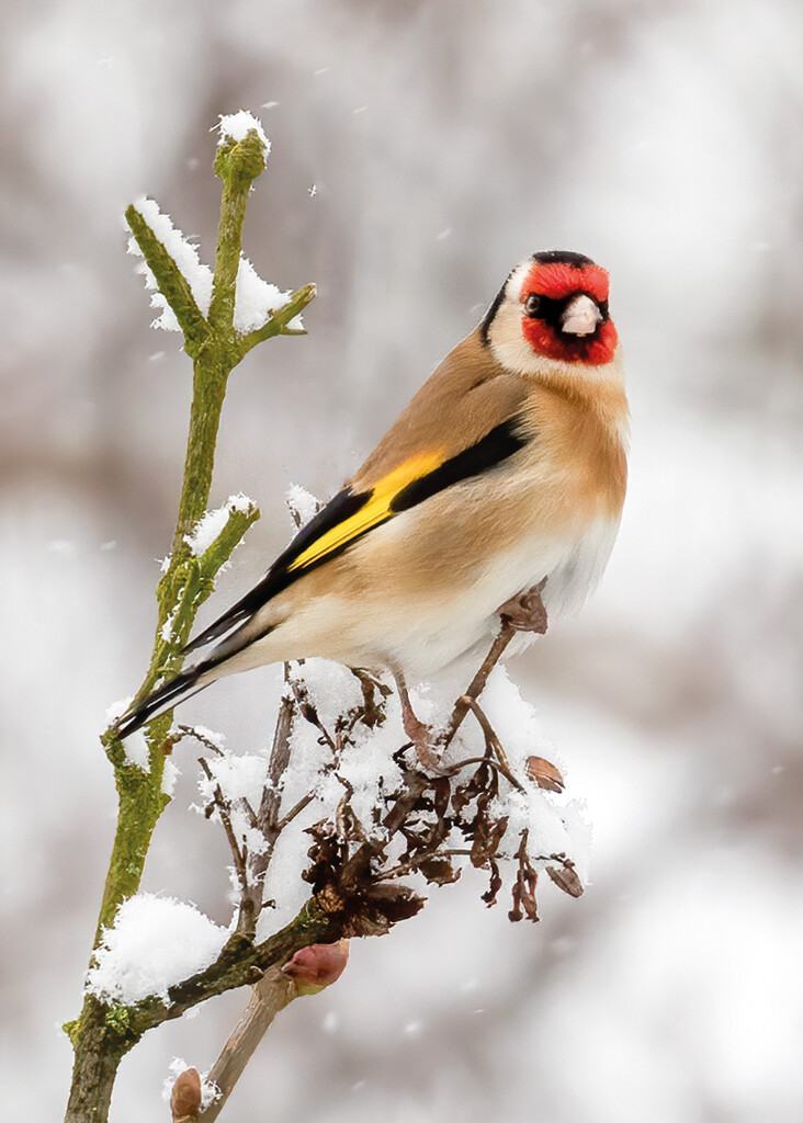 Goldfinch in the Snow  by shepherdmanswife