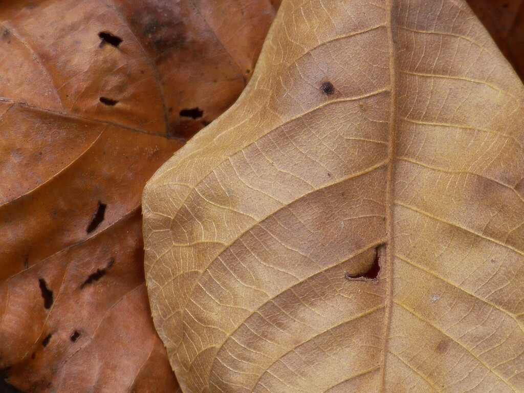 Mockernut leaf texture... by marlboromaam